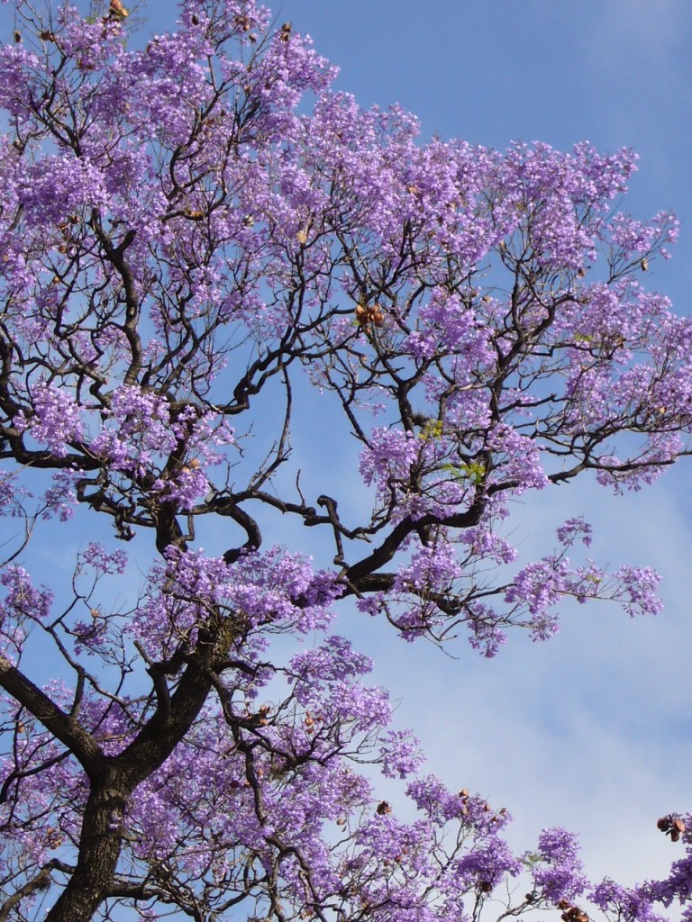 Jacarandá